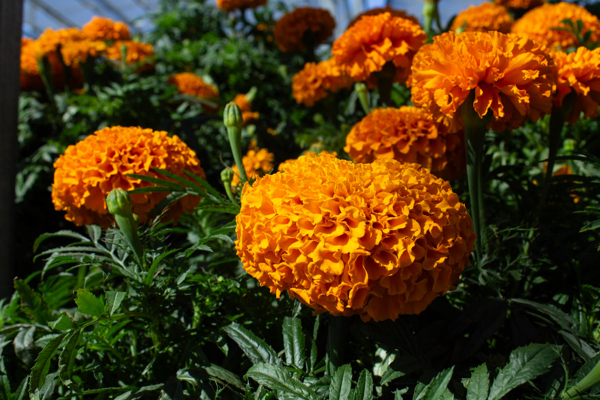 The significance of Marigolds in Dia de Muertos